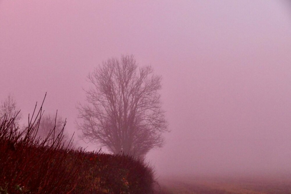 O ceață roz spectaculoasă a cuprins Marea Britanie. Cum explică specialiștii fenomenul meteo rar. GALERIE FOTO - Imaginea 5