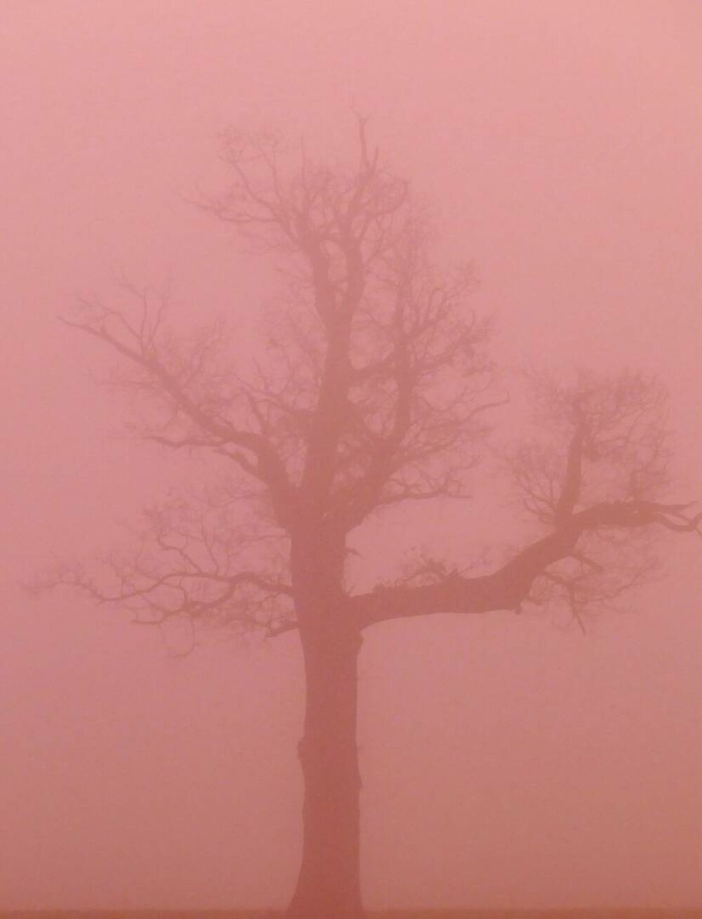 O ceață roz spectaculoasă a cuprins Marea Britanie. Cum explică specialiștii fenomenul meteo rar. GALERIE FOTO - Imaginea 7