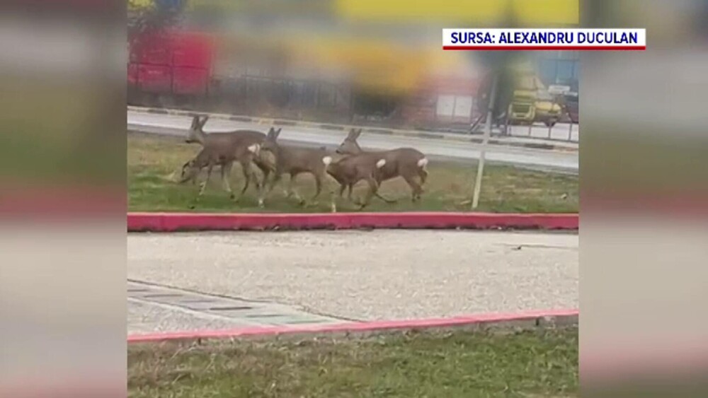 Imagini spectaculoase din Pitești: căprioare surprinse în prima zi de Crăciun, alergând libere lângă un centru comercial - Imaginea 1