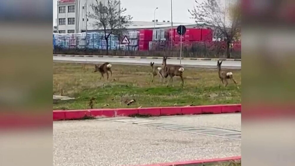 Imagini spectaculoase din Pitești: căprioare surprinse în prima zi de Crăciun, alergând libere lângă un centru comercial - Imaginea 2
