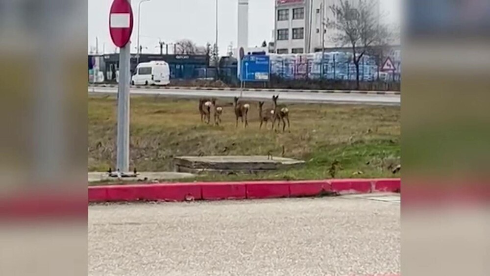 Imagini spectaculoase din Pitești: căprioare surprinse în prima zi de Crăciun, alergând libere lângă un centru comercial - Imaginea 3
