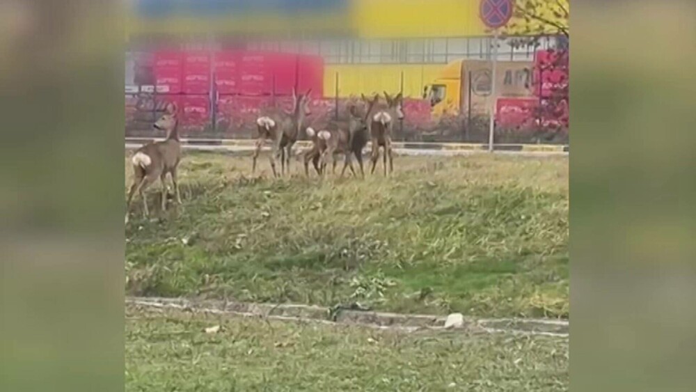 Imagini spectaculoase din Pitești: căprioare surprinse în prima zi de Crăciun, alergând libere lângă un centru comercial - Imaginea 4