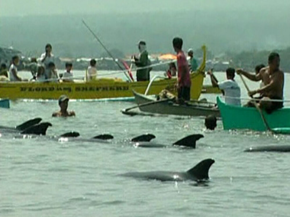 Sute de delfini dezorientati, salvati de pescarii filipinezi - Imaginea 3