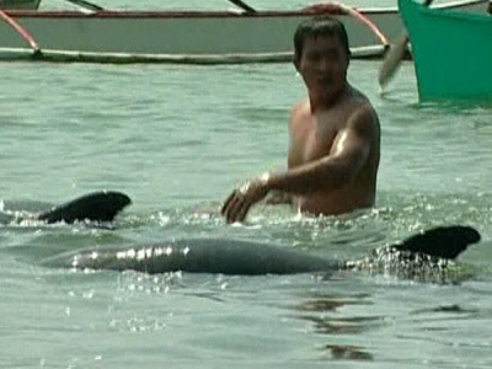 Sute de delfini dezorientati, salvati de pescarii filipinezi - Imaginea 2
