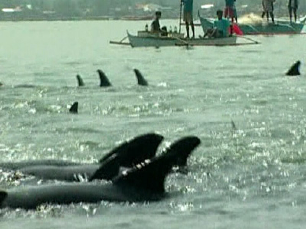 Sute de delfini dezorientati, salvati de pescarii filipinezi - Imaginea 1