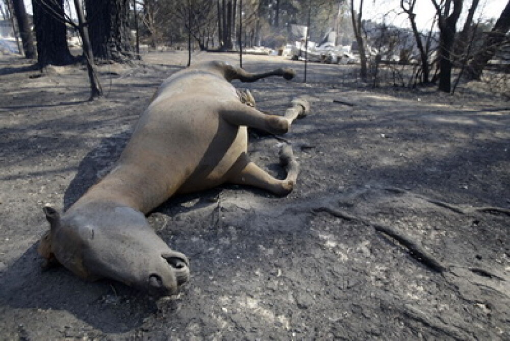 Peste un milion de animale si-au pierdut viata in incendiile din Australia - Imaginea 1