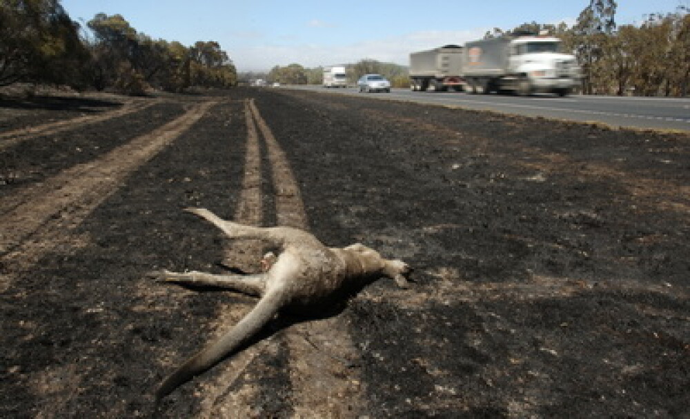 Peste un milion de animale si-au pierdut viata in incendiile din Australia - Imaginea 2