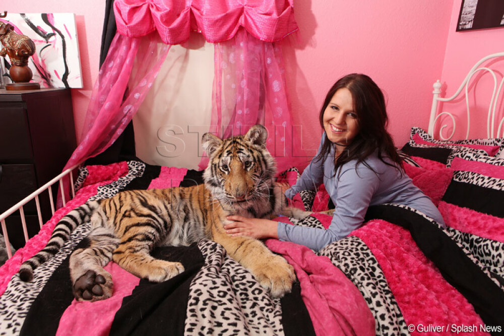 Doarme cu tigrul in pat: 'E ca si cum ai avea un caine' - Imaginea 2