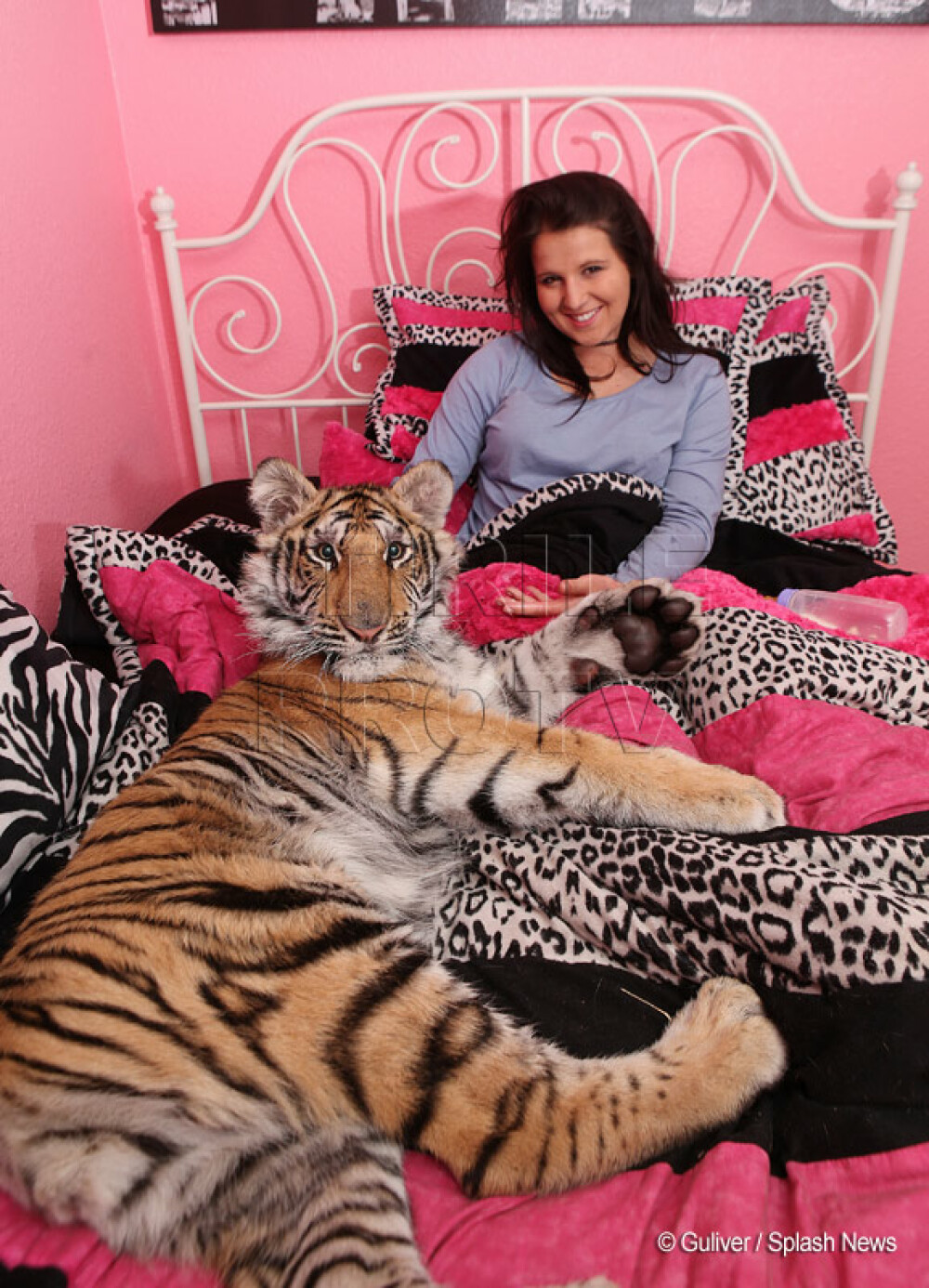 Doarme cu tigrul in pat: 'E ca si cum ai avea un caine' - Imaginea 3
