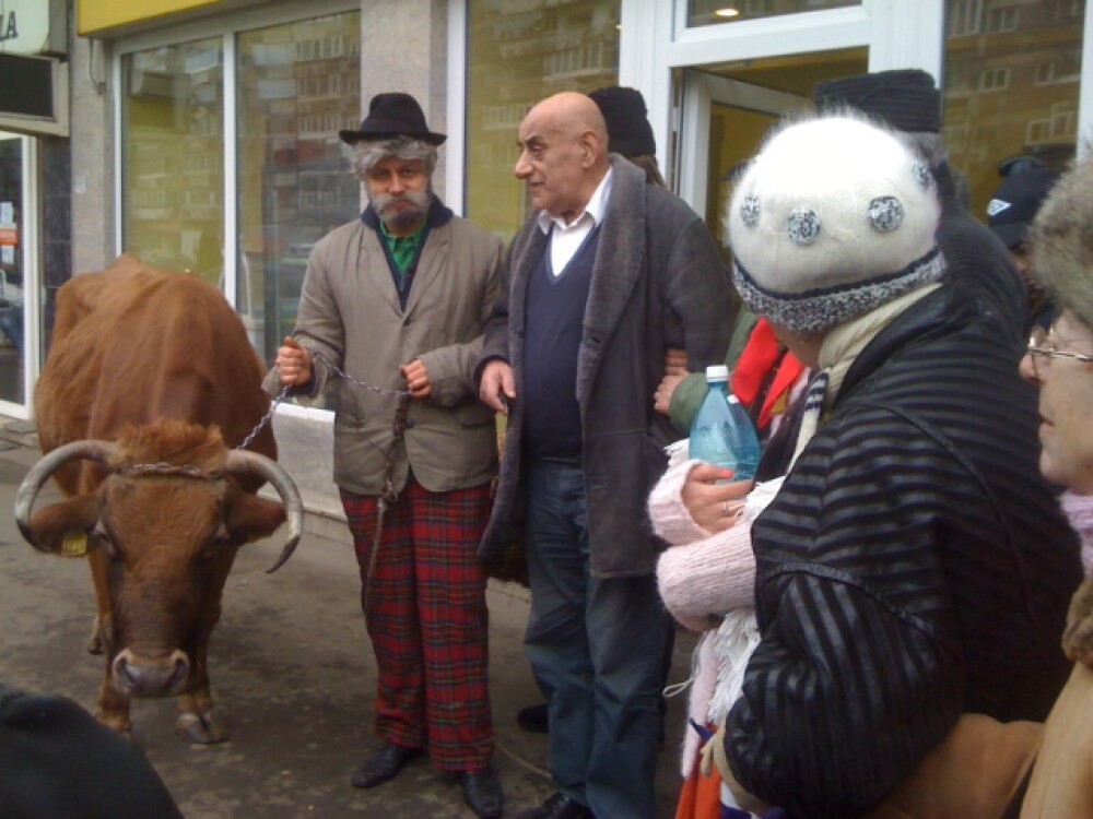 Catalin Maruta s-a plimbat cu vaca prin Bucuresti - Imaginea 1