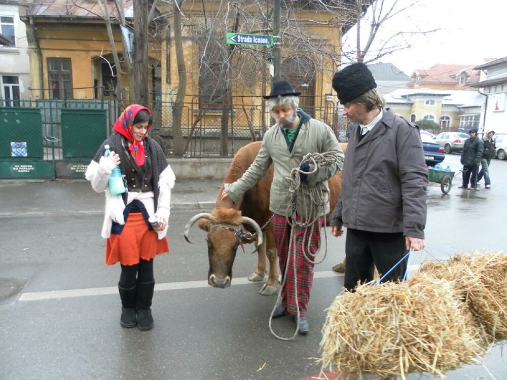 Catalin Maruta s-a plimbat cu vaca prin Bucuresti - Imaginea 3
