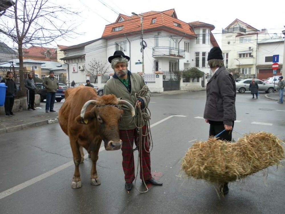 Catalin Maruta s-a plimbat cu vaca prin Bucuresti - Imaginea 5