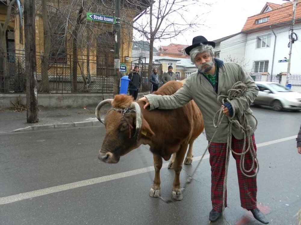 Catalin Maruta s-a plimbat cu vaca prin Bucuresti - Imaginea 6