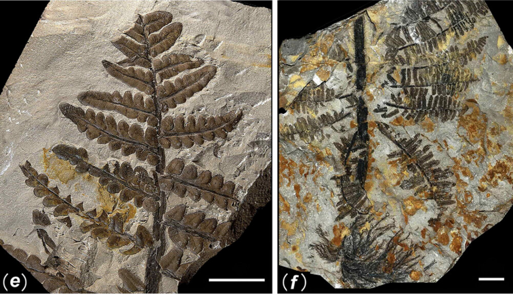 Primele fotografii din padurea ingropata acum 298 de milioane de ani. Comoara ascunsa a Chinei - Imaginea 1