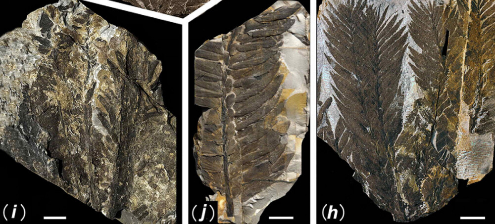 Primele fotografii din padurea ingropata acum 298 de milioane de ani. Comoara ascunsa a Chinei - Imaginea 3