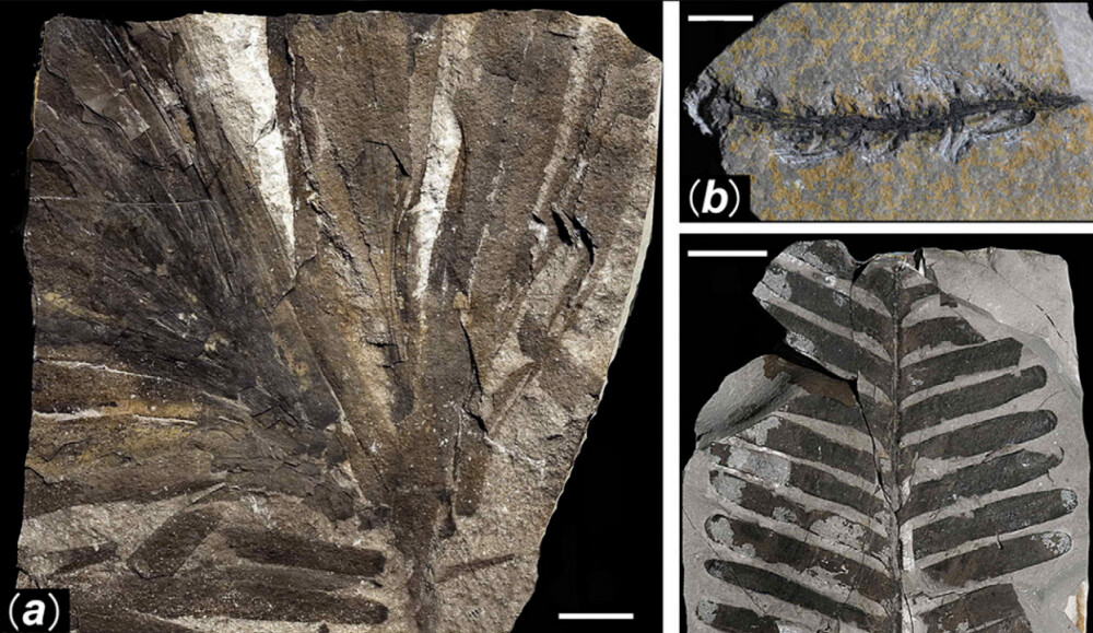 Primele fotografii din padurea ingropata acum 298 de milioane de ani. Comoara ascunsa a Chinei - Imaginea 4