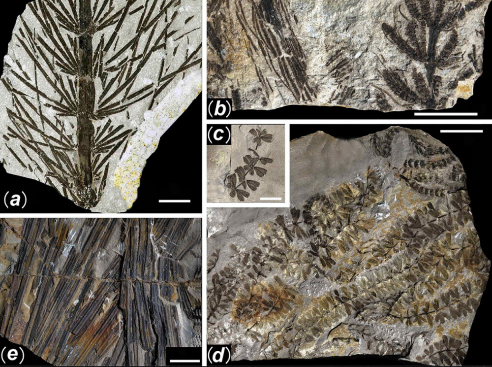 Primele fotografii din padurea ingropata acum 298 de milioane de ani. Comoara ascunsa a Chinei - Imaginea 6
