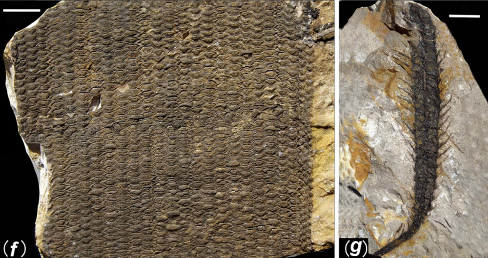Primele fotografii din padurea ingropata acum 298 de milioane de ani. Comoara ascunsa a Chinei - Imaginea 7