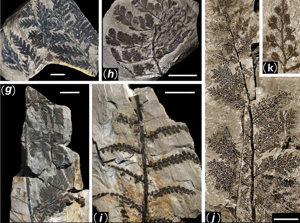 Primele fotografii din padurea ingropata acum 298 de milioane de ani. Comoara ascunsa a Chinei - Imaginea 9