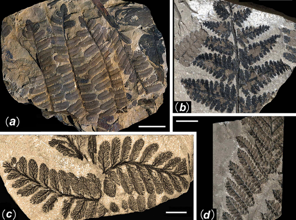 Primele fotografii din padurea ingropata acum 298 de milioane de ani. Comoara ascunsa a Chinei - Imaginea 10