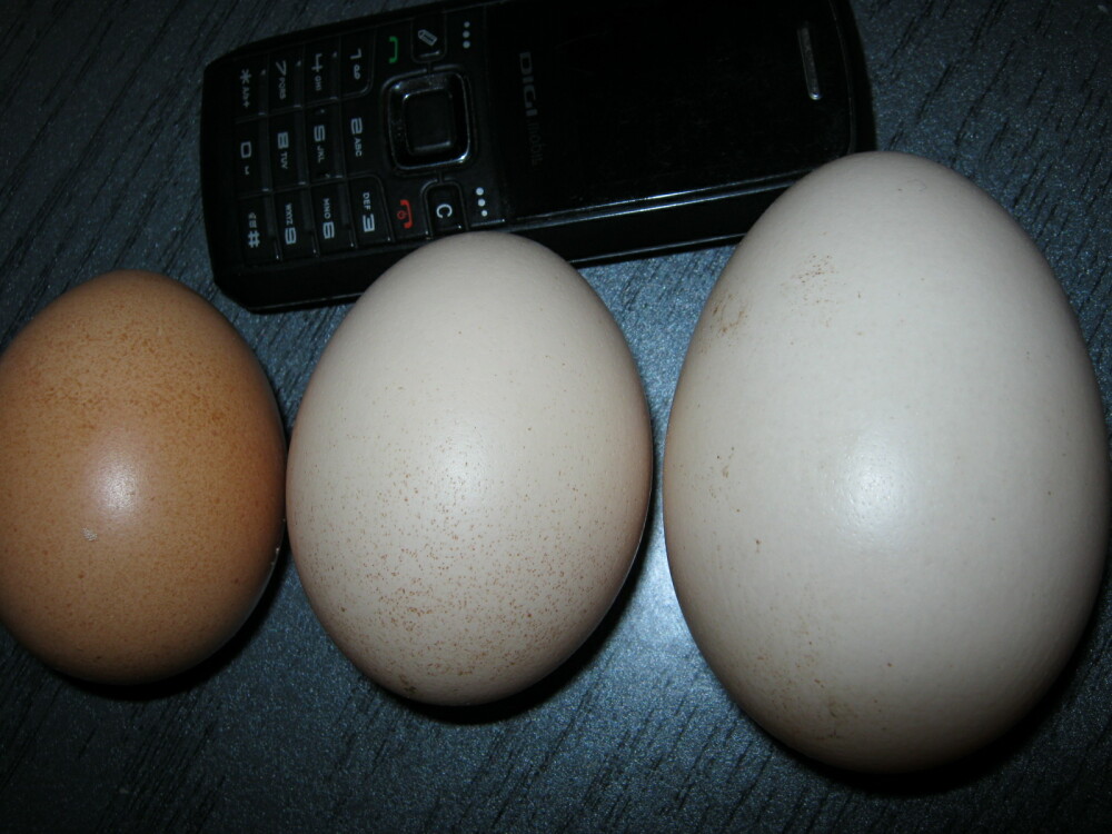 Nu naste pui vii, insa ouale sale sunt… “gigant”. Incredibil ce poate face o gaina. FOTO - Imaginea 2