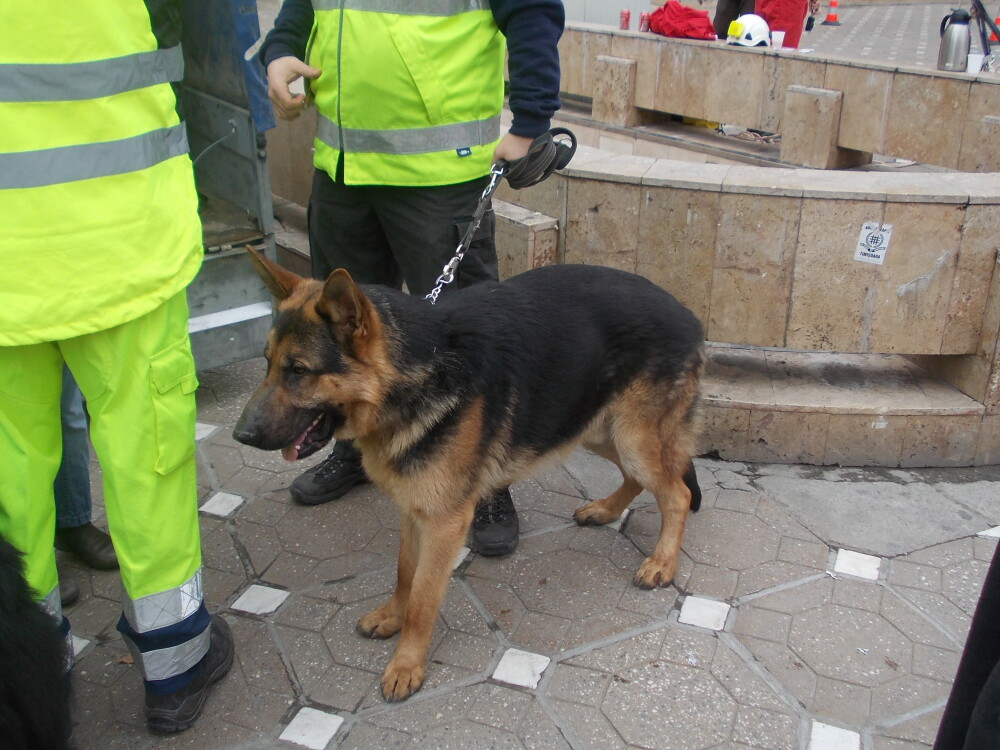 Demonstratii cu cainii de la Salvo, de Ziua Protectiei Civile, la Timisoara. GALERIE FOTO - Imaginea 10