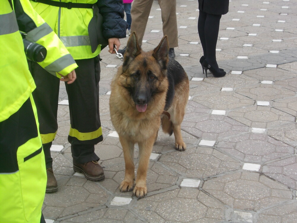 Demonstratii cu cainii de la Salvo, de Ziua Protectiei Civile, la Timisoara. GALERIE FOTO - Imaginea 4