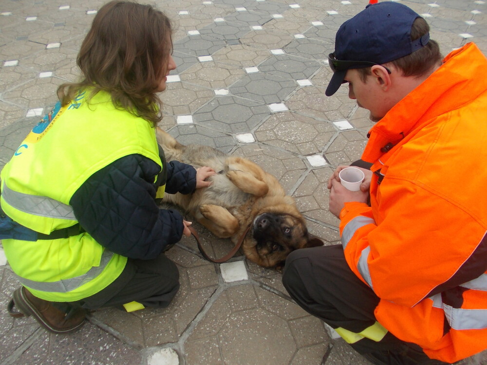 Demonstratii cu cainii de la Salvo, de Ziua Protectiei Civile, la Timisoara. GALERIE FOTO - Imaginea 5