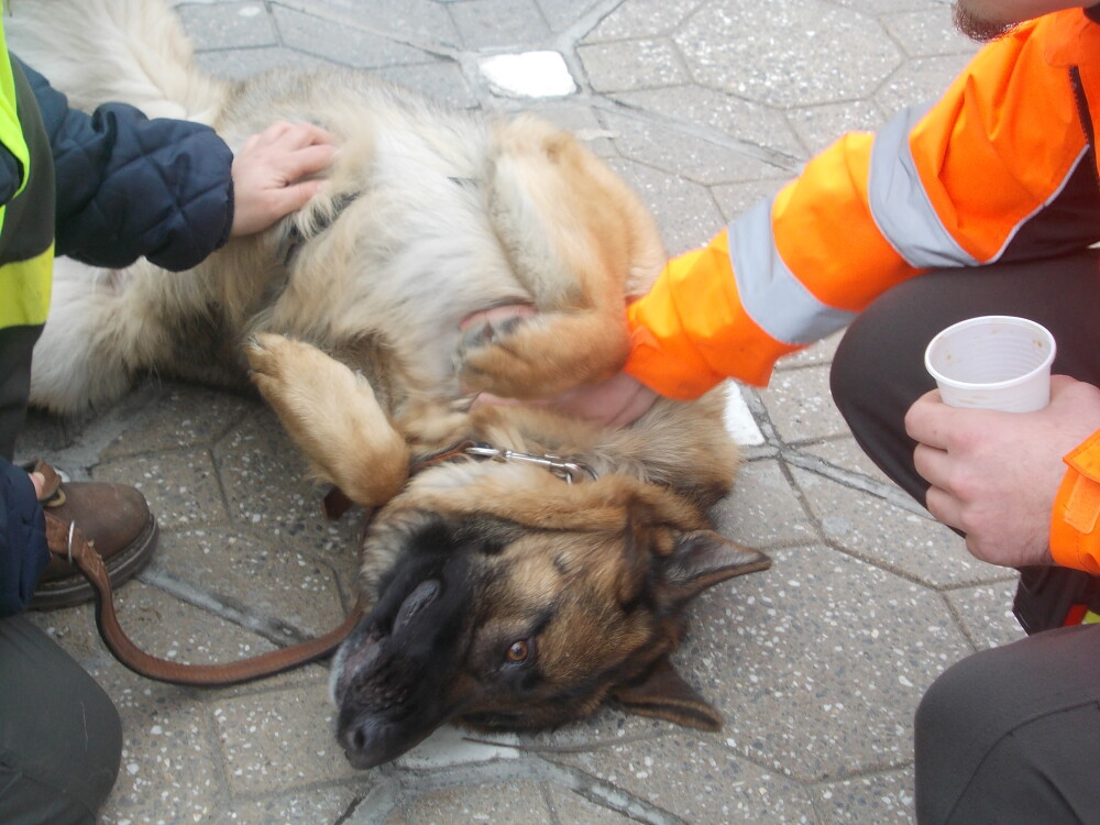 Demonstratii cu cainii de la Salvo, de Ziua Protectiei Civile, la Timisoara. GALERIE FOTO - Imaginea 6