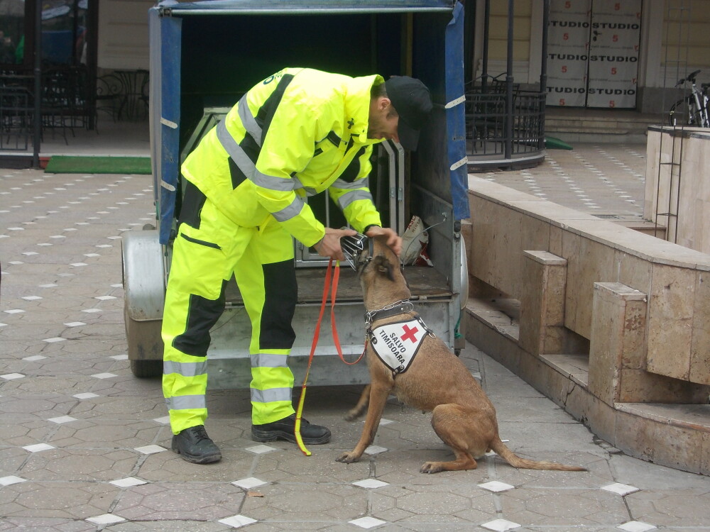 Demonstratii cu cainii de la Salvo, de Ziua Protectiei Civile, la Timisoara. GALERIE FOTO - Imaginea 7