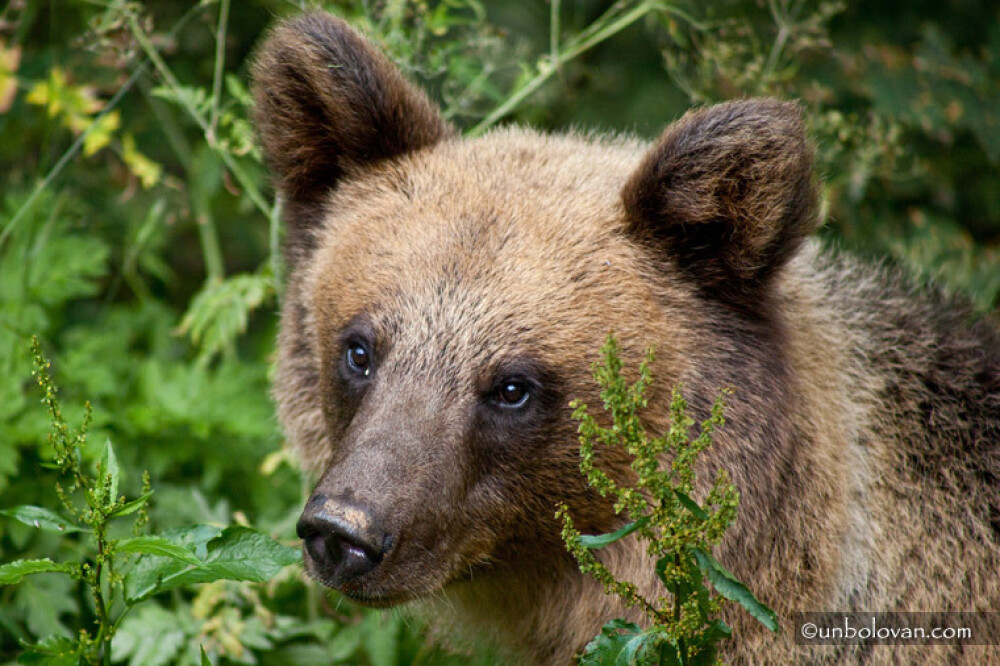 GALERIE FOTO. Imagini impresionante cu ursii din Parcul Natural Bucegi - Imaginea 1