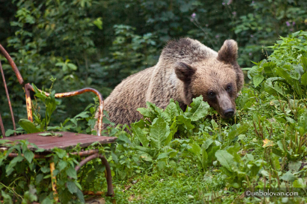 GALERIE FOTO. Imagini impresionante cu ursii din Parcul Natural Bucegi - Imaginea 2