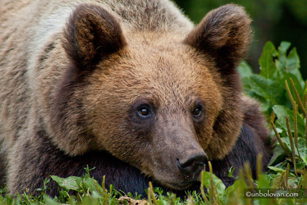 GALERIE FOTO. Imagini impresionante cu ursii din Parcul Natural Bucegi - Imaginea 3
