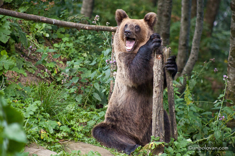 GALERIE FOTO. Imagini impresionante cu ursii din Parcul Natural Bucegi - Imaginea 4