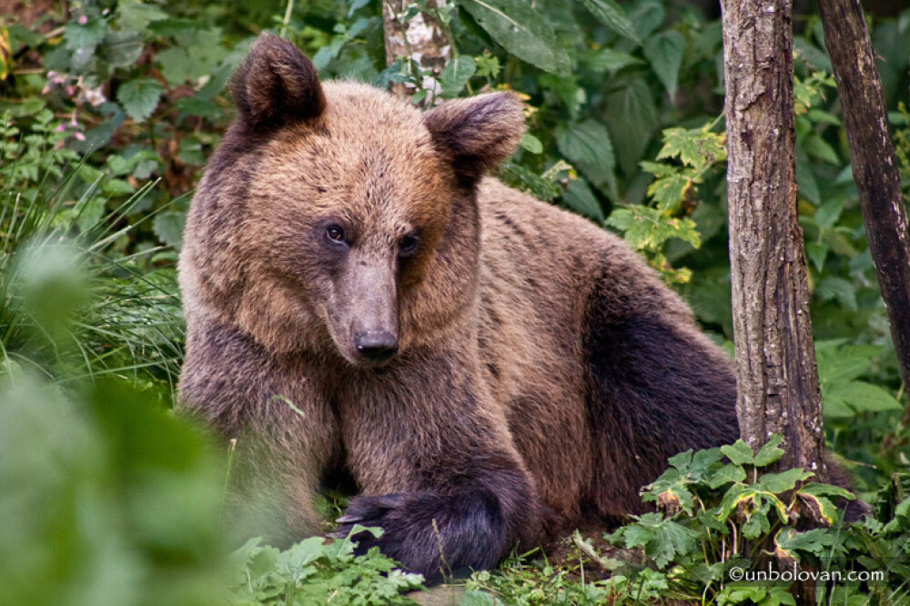 GALERIE FOTO. Imagini impresionante cu ursii din Parcul Natural Bucegi - Imaginea 5