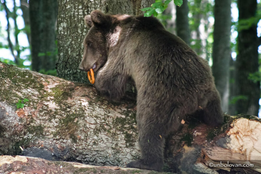 GALERIE FOTO. Imagini impresionante cu ursii din Parcul Natural Bucegi - Imaginea 6