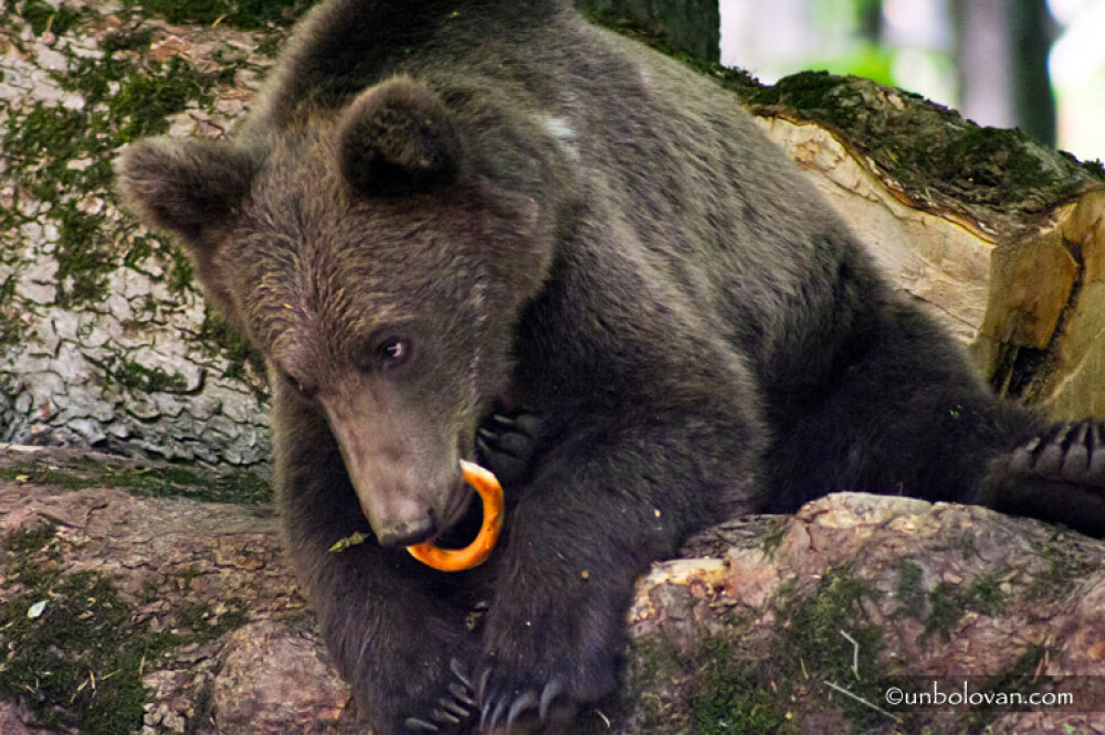 GALERIE FOTO. Imagini impresionante cu ursii din Parcul Natural Bucegi - Imaginea 7