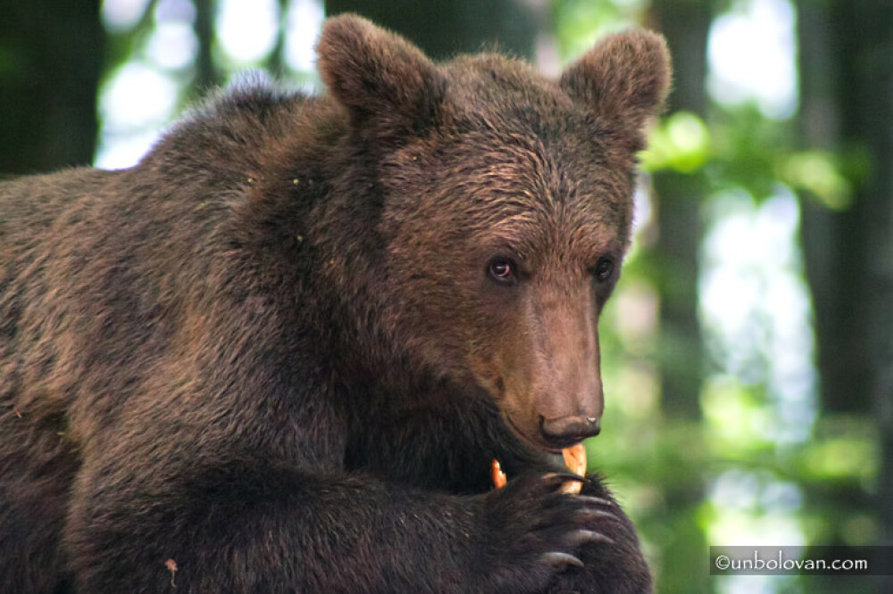 GALERIE FOTO. Imagini impresionante cu ursii din Parcul Natural Bucegi - Imaginea 8