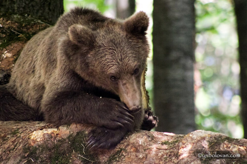 GALERIE FOTO. Imagini impresionante cu ursii din Parcul Natural Bucegi - Imaginea 9