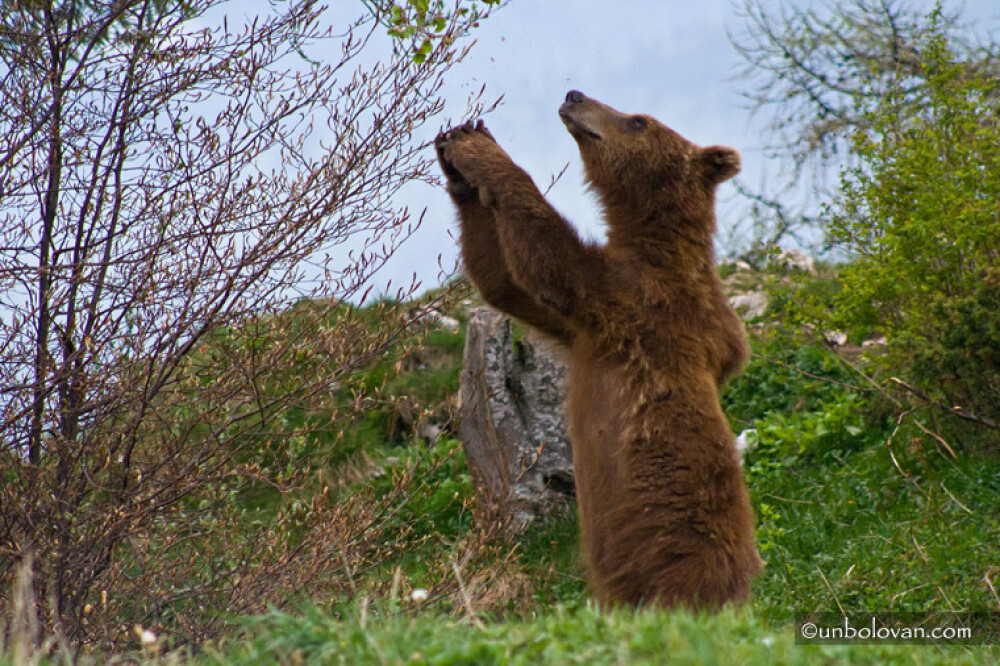 GALERIE FOTO. Imagini impresionante cu ursii din Parcul Natural Bucegi - Imaginea 10