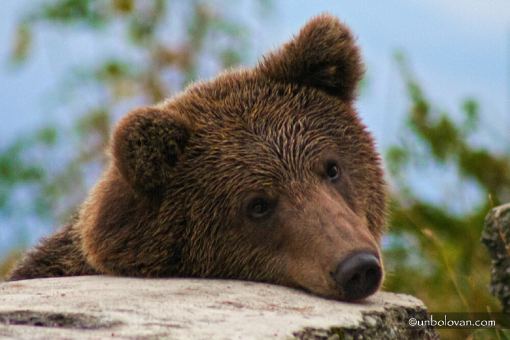 GALERIE FOTO. Imagini impresionante cu ursii din Parcul Natural Bucegi - Imaginea 11