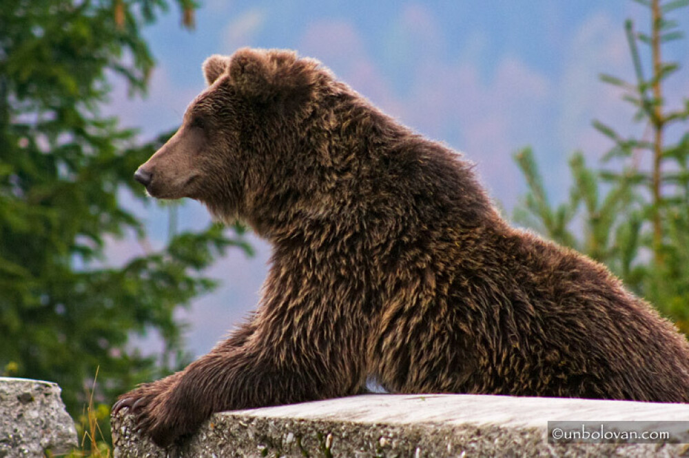 GALERIE FOTO. Imagini impresionante cu ursii din Parcul Natural Bucegi - Imaginea 12