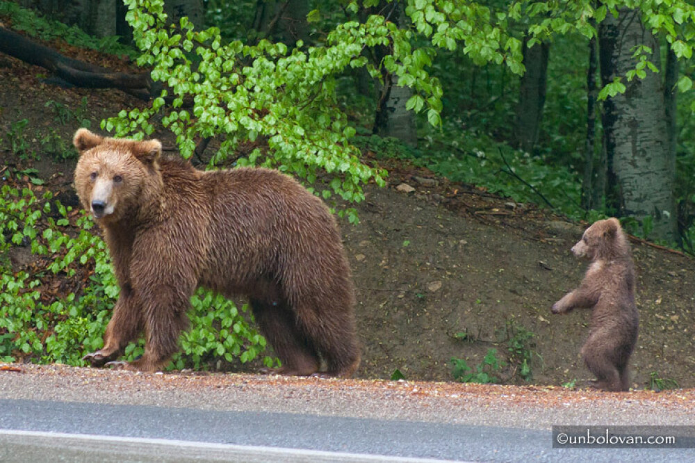 GALERIE FOTO. Imagini impresionante cu ursii din Parcul Natural Bucegi - Imaginea 13