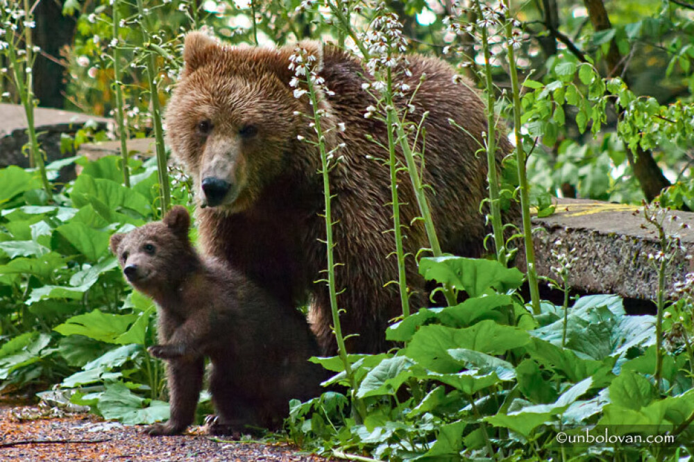 GALERIE FOTO. Imagini impresionante cu ursii din Parcul Natural Bucegi - Imaginea 14