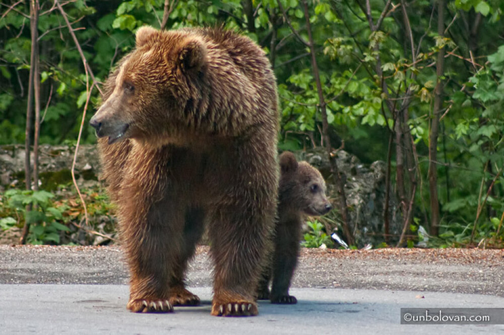 GALERIE FOTO. Imagini impresionante cu ursii din Parcul Natural Bucegi - Imaginea 15