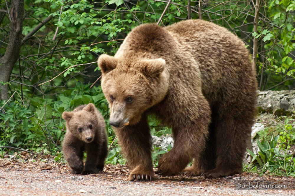 GALERIE FOTO. Imagini impresionante cu ursii din Parcul Natural Bucegi - Imaginea 16