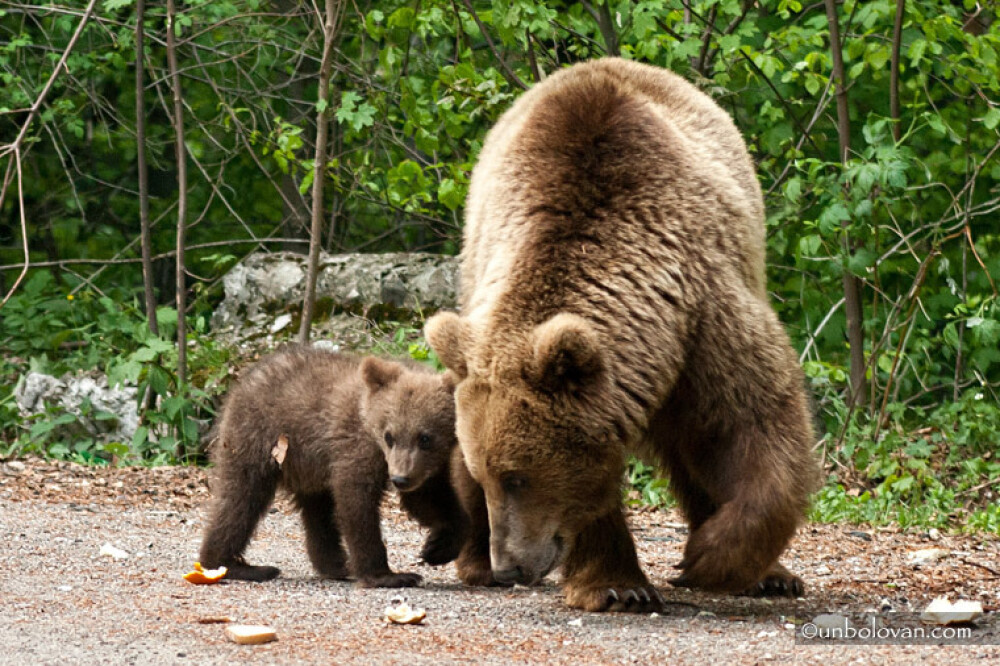 GALERIE FOTO. Imagini impresionante cu ursii din Parcul Natural Bucegi - Imaginea 17