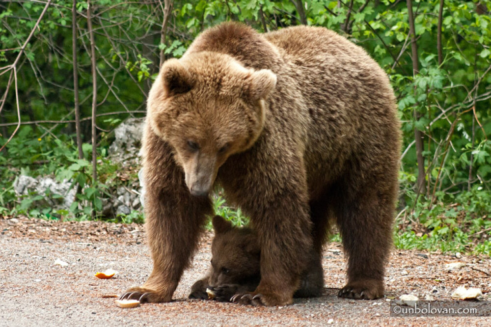 GALERIE FOTO. Imagini impresionante cu ursii din Parcul Natural Bucegi - Imaginea 18