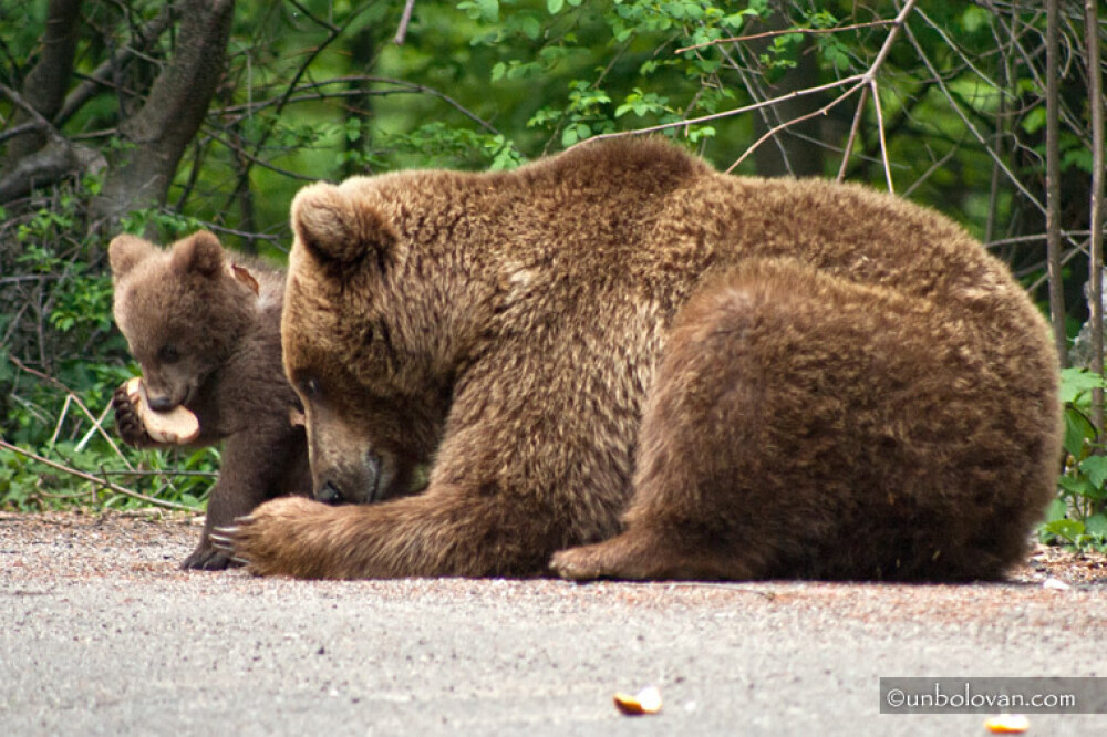GALERIE FOTO. Imagini impresionante cu ursii din Parcul Natural Bucegi - Imaginea 19