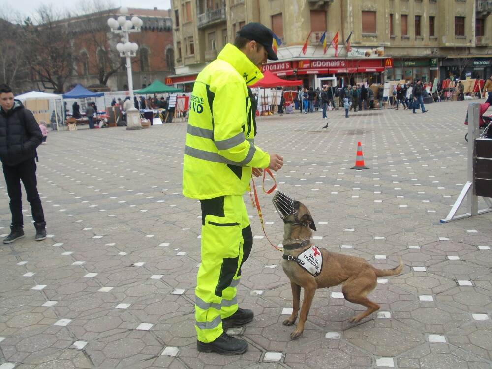 Demonstratii cu cainii de la Salvo, de Ziua Protectiei Civile, la Timisoara. GALERIE FOTO - Imaginea 8